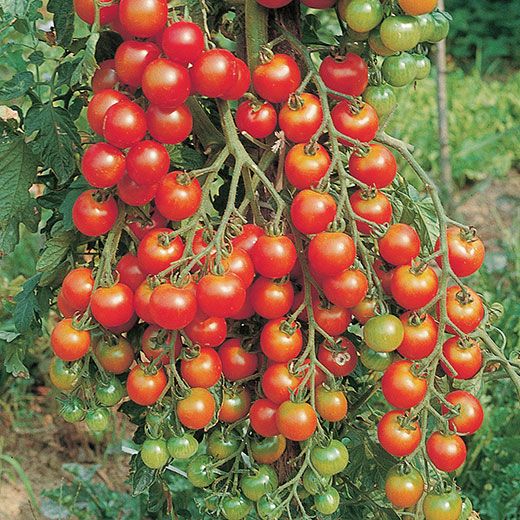 Seminte cherry de ciorchine CHIPANO F1 - 100 sem