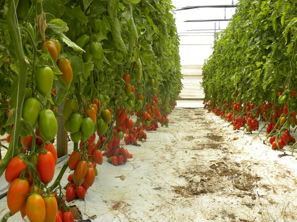 Seminte de tomate MYRABILE F1 - 100 sem NOU
